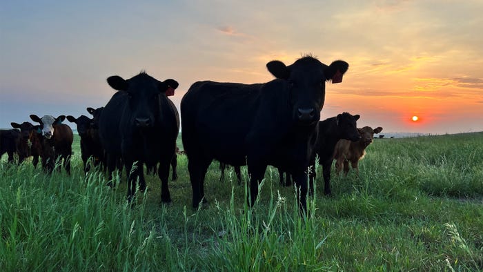 herd of cows in the sunset