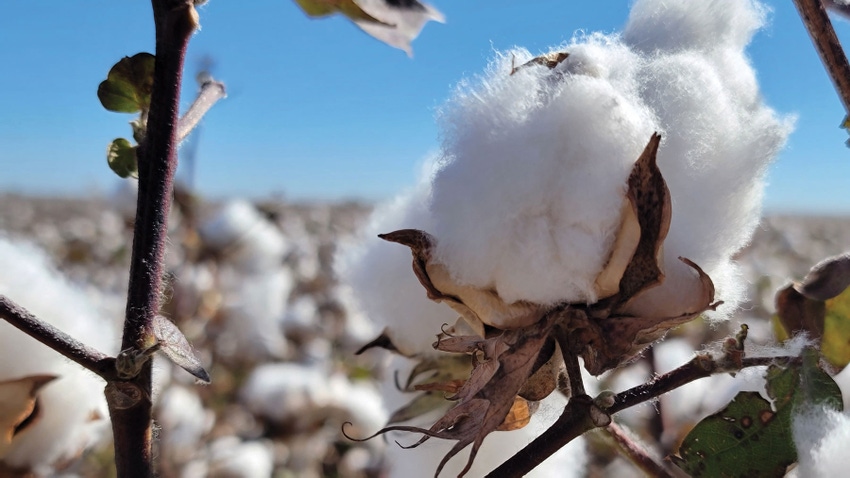 Close up of open cotton boll in a field.