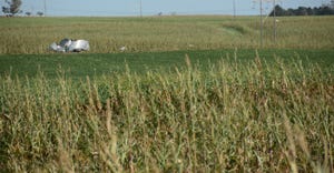 damaged crop field