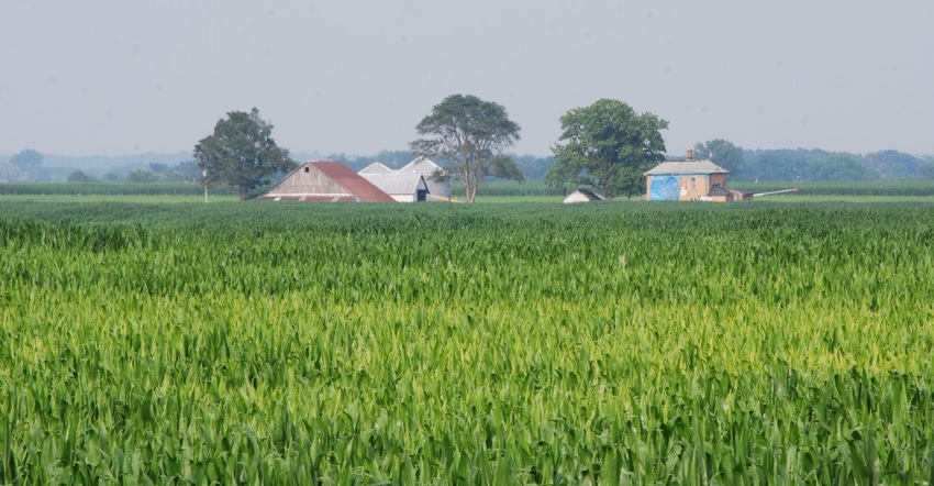 cornfield with farm in background