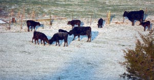 calves-in-snow-2.jpg