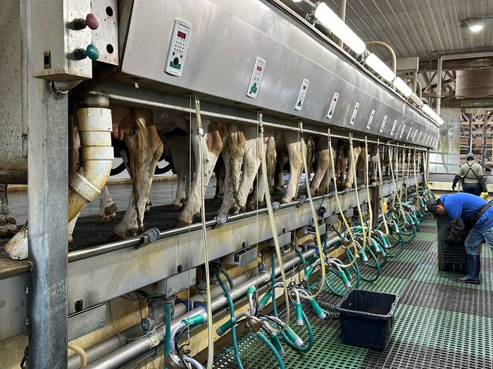 Kevin Schulz - Dairy cows in a milking parlor