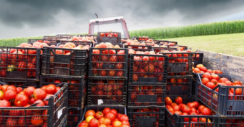 Crates of tomatoes are loaded on a trailer attached to a tractor in the field