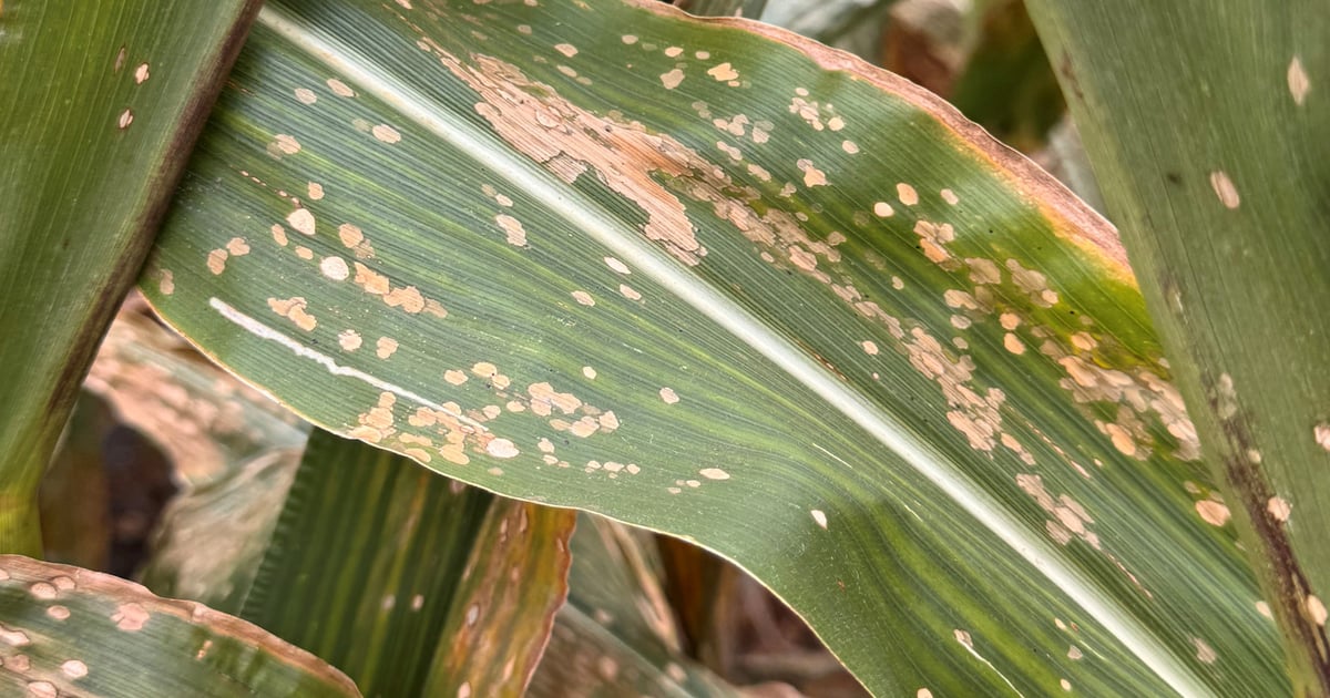New fungal disease could rival tar spot’s devastating impact