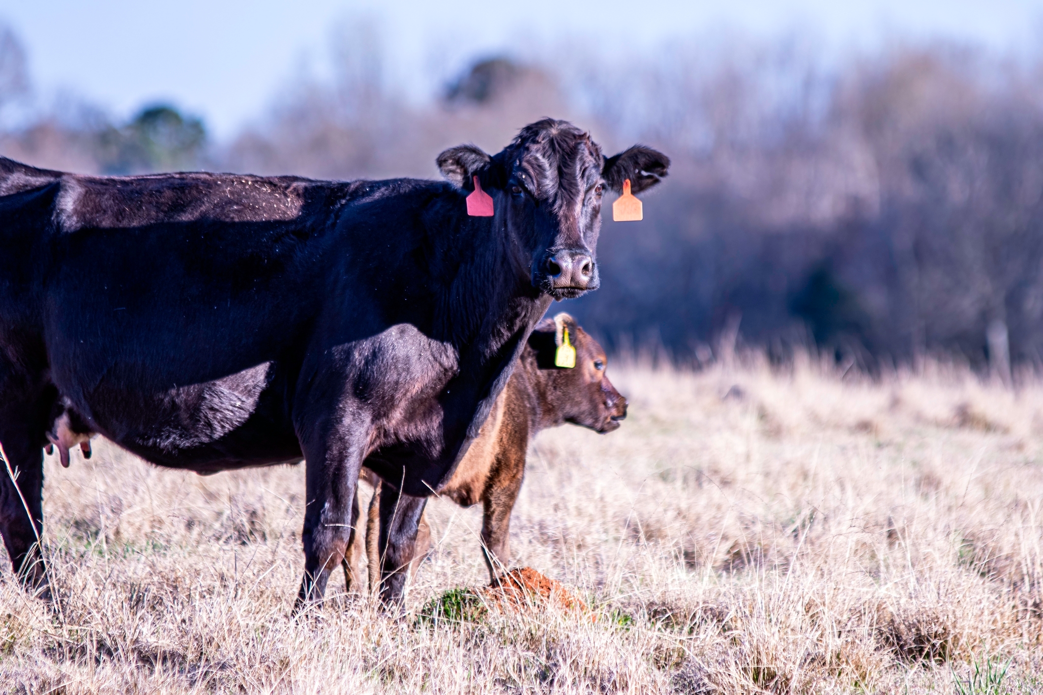 How to determine if cattle are bulls, steers, cows or heifers