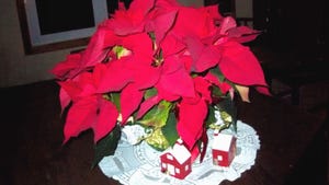 A Poinsettia in a pot with holiday decorations on a table