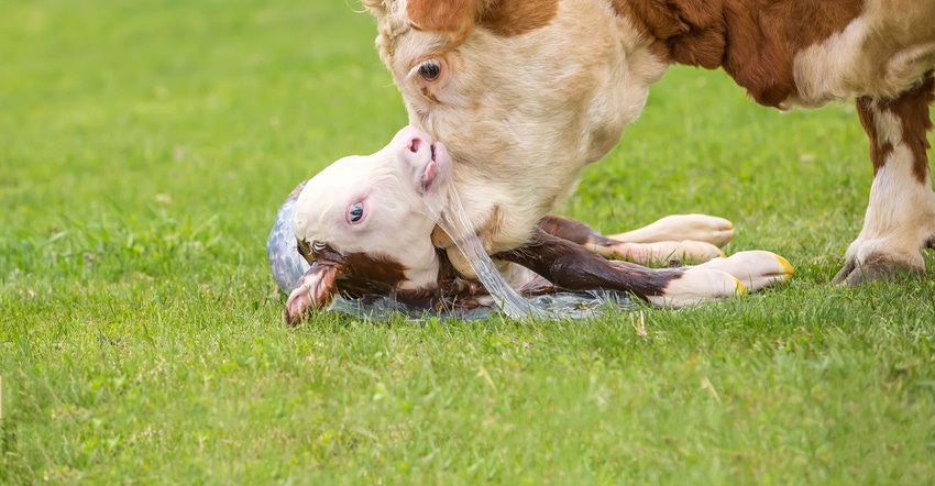 Brown and white Hereford cow licking newborn calf