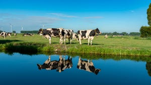 cows grazing near pond with wind turbines in background