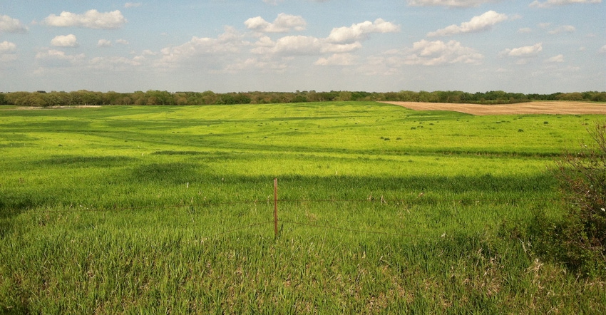 Sulfur deficiency in a winter wheat field in southeast Nebraska