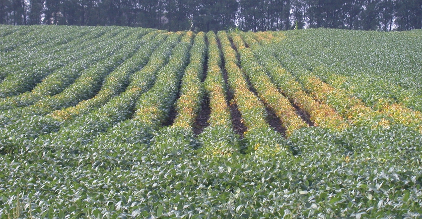 field with yellowing soybeans with aboveground of soybean cyst nematode