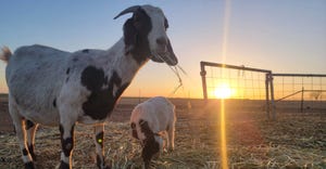 swfp-shelley-huguley-21-goats-sunset.jpg