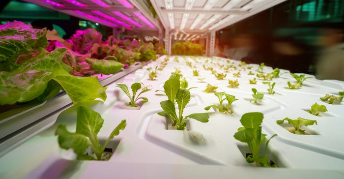 greenhouse vegetables under indoor grow light