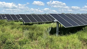Rows of solar panels in a field with vegetation growing beneath the array.