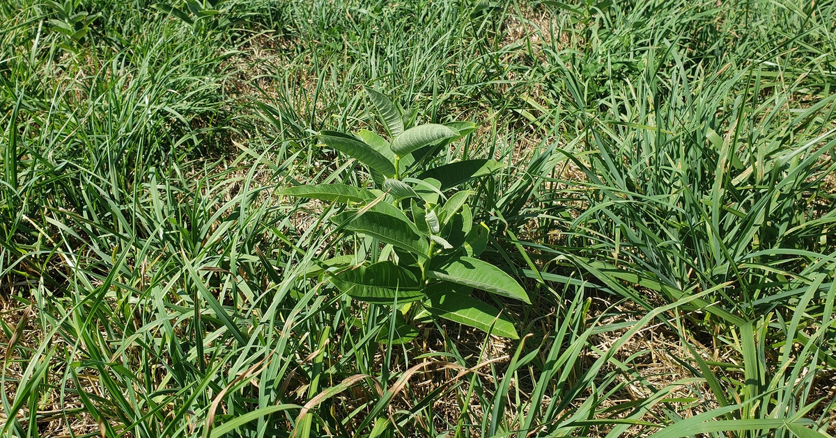 Follow these tips to control perennial weeds