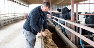 Derek Dean gathering feed in cattle barn
