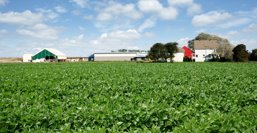 soybean farm in summer with bright blue sky