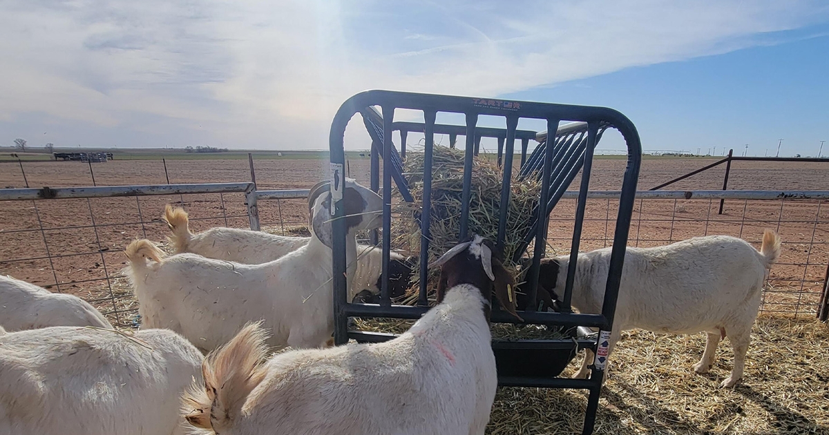Texas lamb and goat markets remain hot