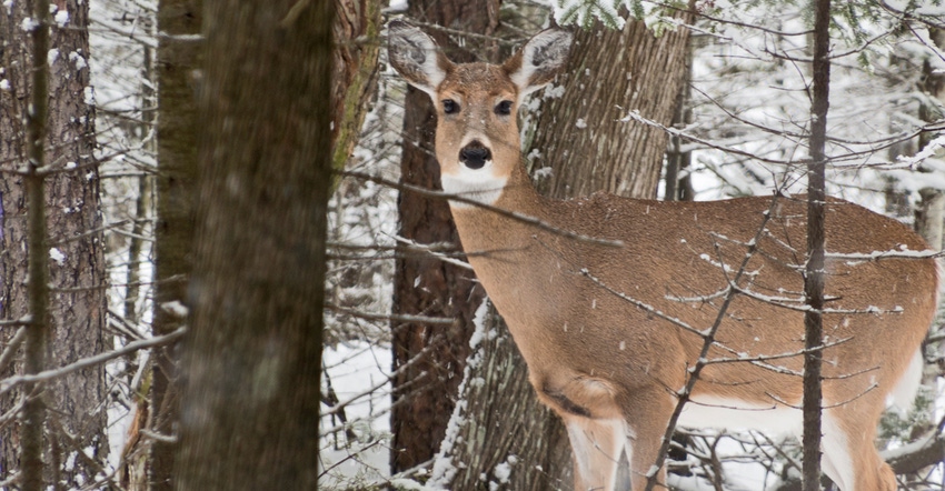 deer in snowy woods