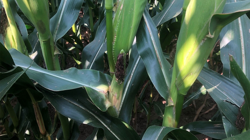 An ear of corn with long dark silks growing on a stalk