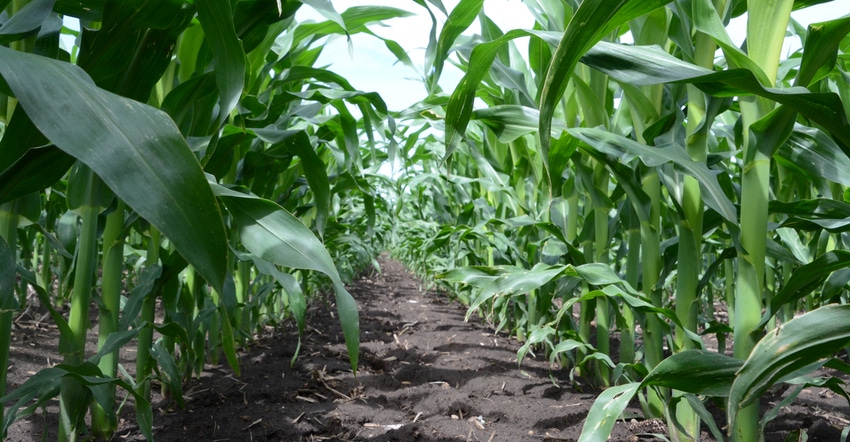 corn field corn field