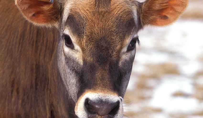 WFP-ARS-dairy-cow.jpg