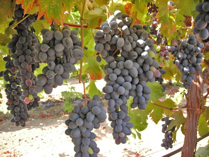 Grapes may help anxiety and memory loss Farm Progress