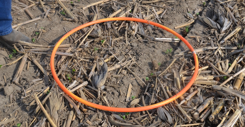 soybean plants inside hula hoop