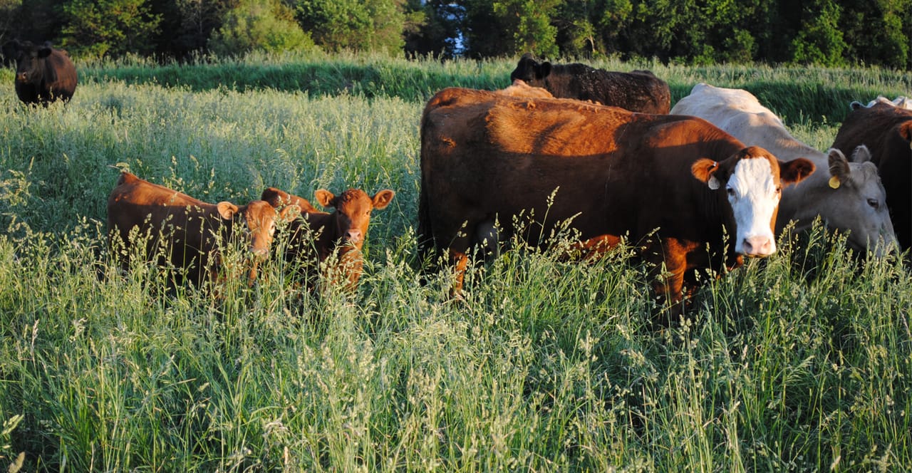 Calving System Keep cows moving to protect calves from scours
