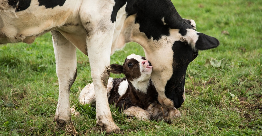 Calf and mom