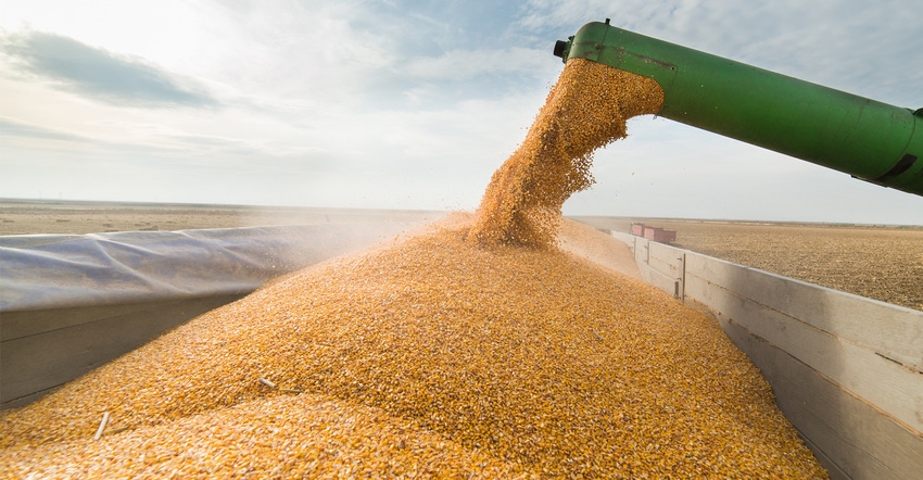 Pouring corn grain into tractor trailer