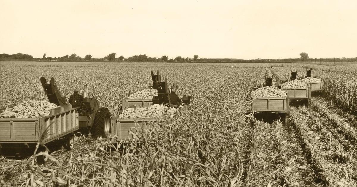 Corn’s unsung heroes sparked a yield revolution