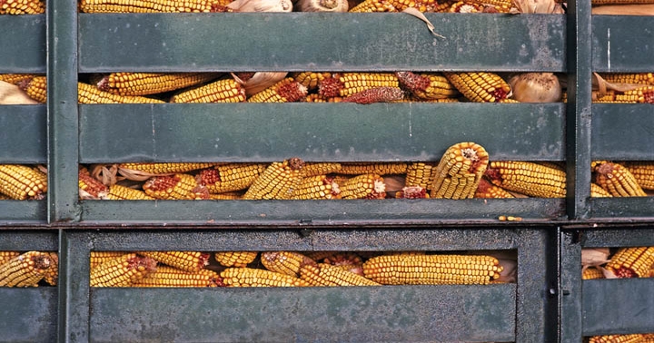 GMO crops get big backer in Bill Gates | Farm Progress