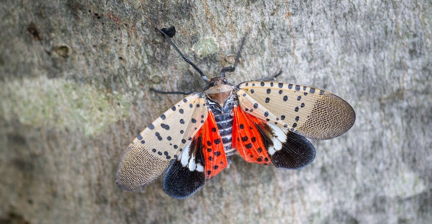 spotted-lanternfly-GettyImages-1054495206.jpg