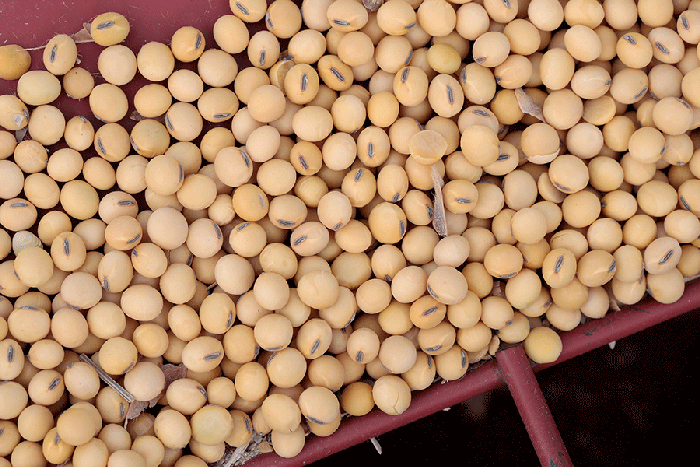 Soybeans-closeup-Scott-Olson-Getty_1.gif