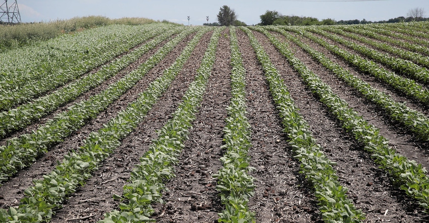soybean in rows going up an incline