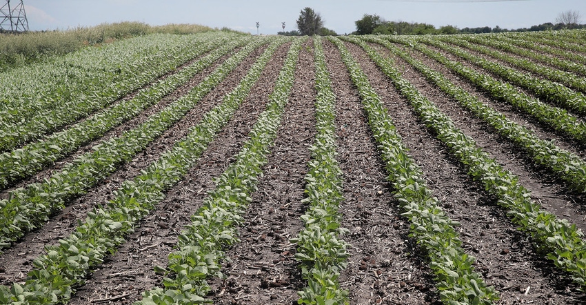 soybean in rows going up an incline soybean in rows going up an incline