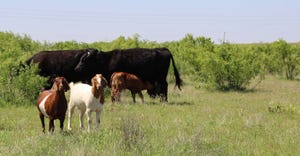 Goats and cattle on pasture