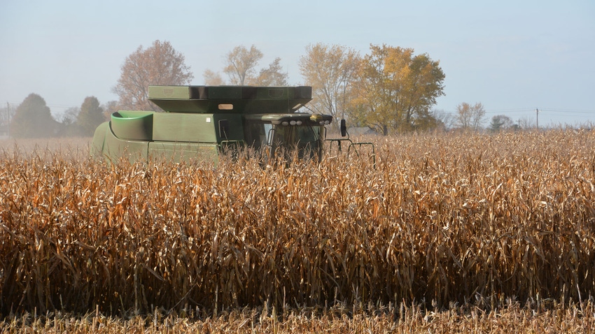 a combine harvests a cornfield