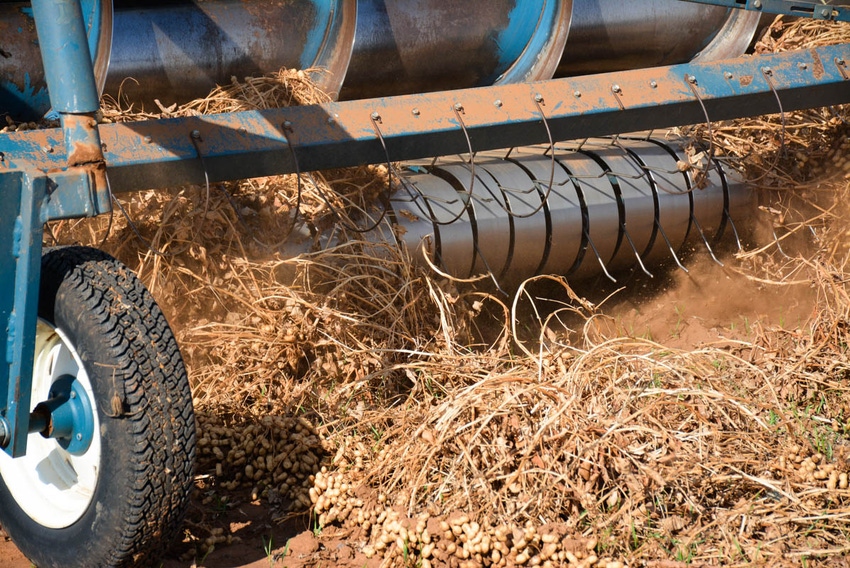 SWFP-SHELLEY-HUGULEY-17-peanuts-brownfield.jpg SWFP-SHELLEY-HUGULEY-17-peanuts-brownfield.jpg