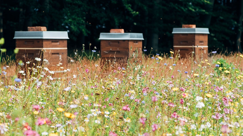 Wooden beehives in a colorful wildflower meadow