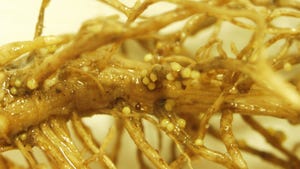 A close up of roots of a soybean plant with small round soybean cyst nematodes