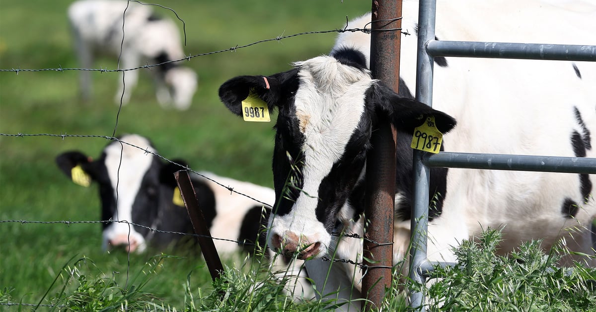 As birds start migrating, are dairy cows safe?
