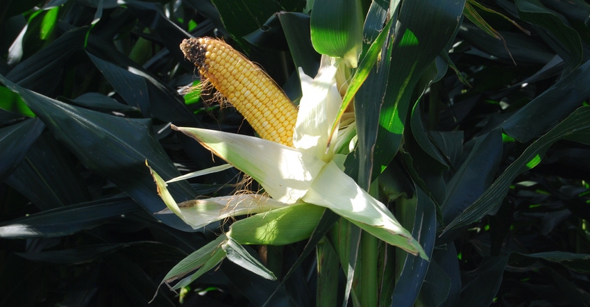 closeup of ear of corn