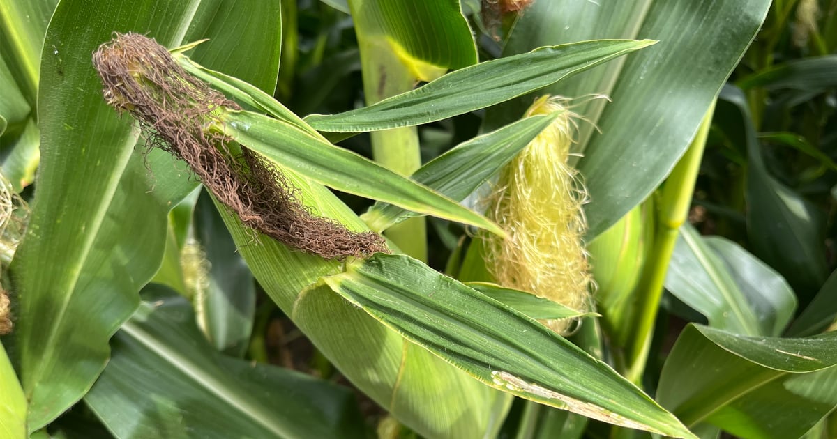 Scout now: Leafhoppers, southern rust and tar spot hit Kansas