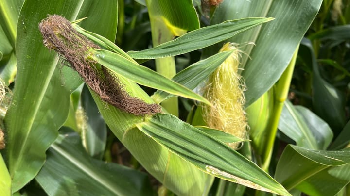 Scout now: Leafhoppers, southern rust and tar spot are here