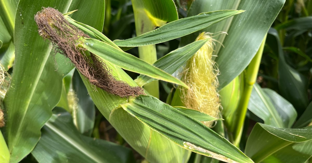 Scout now: Leafhoppers, southern rust and tar spot hit Kansas
