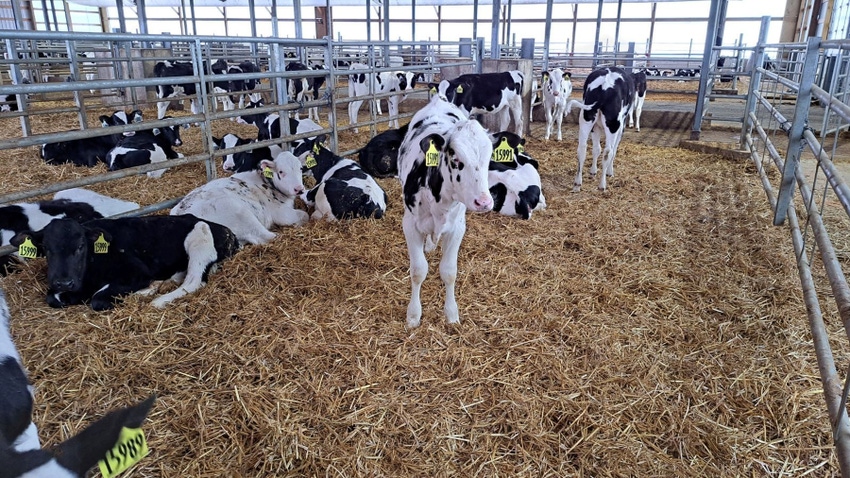Holstein dairy calves in pen