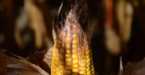 ear of corn with signs of mold