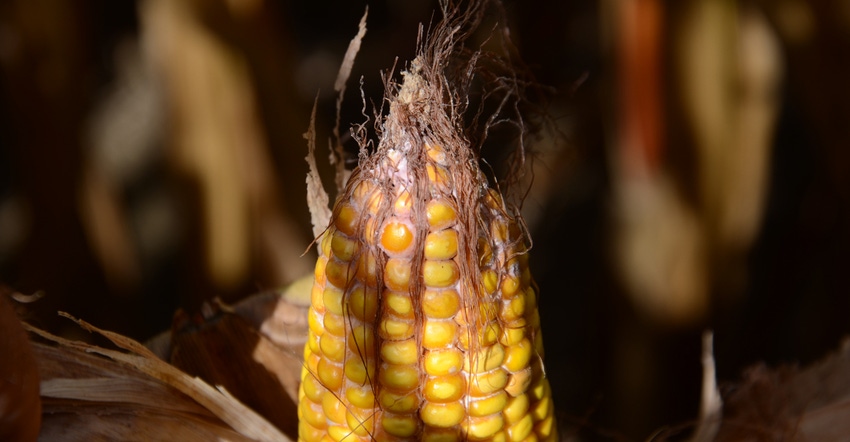 ear of corn with signs of mold