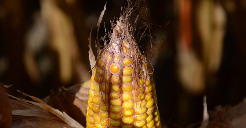 ear of corn with signs of mold ear of corn with signs of mold